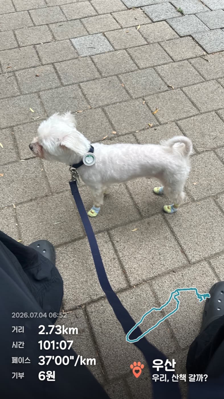 강아지 산책 사진 위에 거리와 시간, 페이스, 기부금이 표시된 우산 산책 인증샷